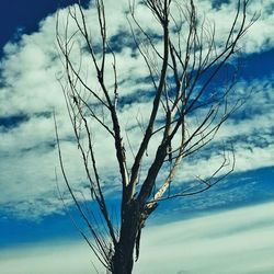 Bare tree against cloudy sky