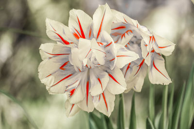 Tulips, tulipa blooming in spring time, dyed with a wide variety of colors