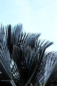 Low angle view of palm tree against sky