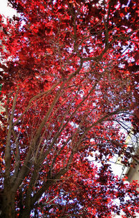 Low angle view of tree during autumn