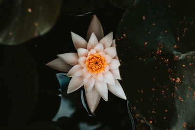 High angle view of white flowering plant