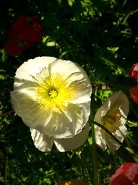 Close-up of white flower blooming outdoors