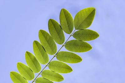 Close-up of green leaves against blue sky