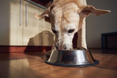 Feeding of hungry dog. labrador retriever eating granule from metal bowl at home kitchen.