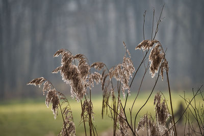 Close-up of dry plants on field