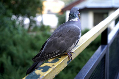 Close-up of pigeon perching on railing