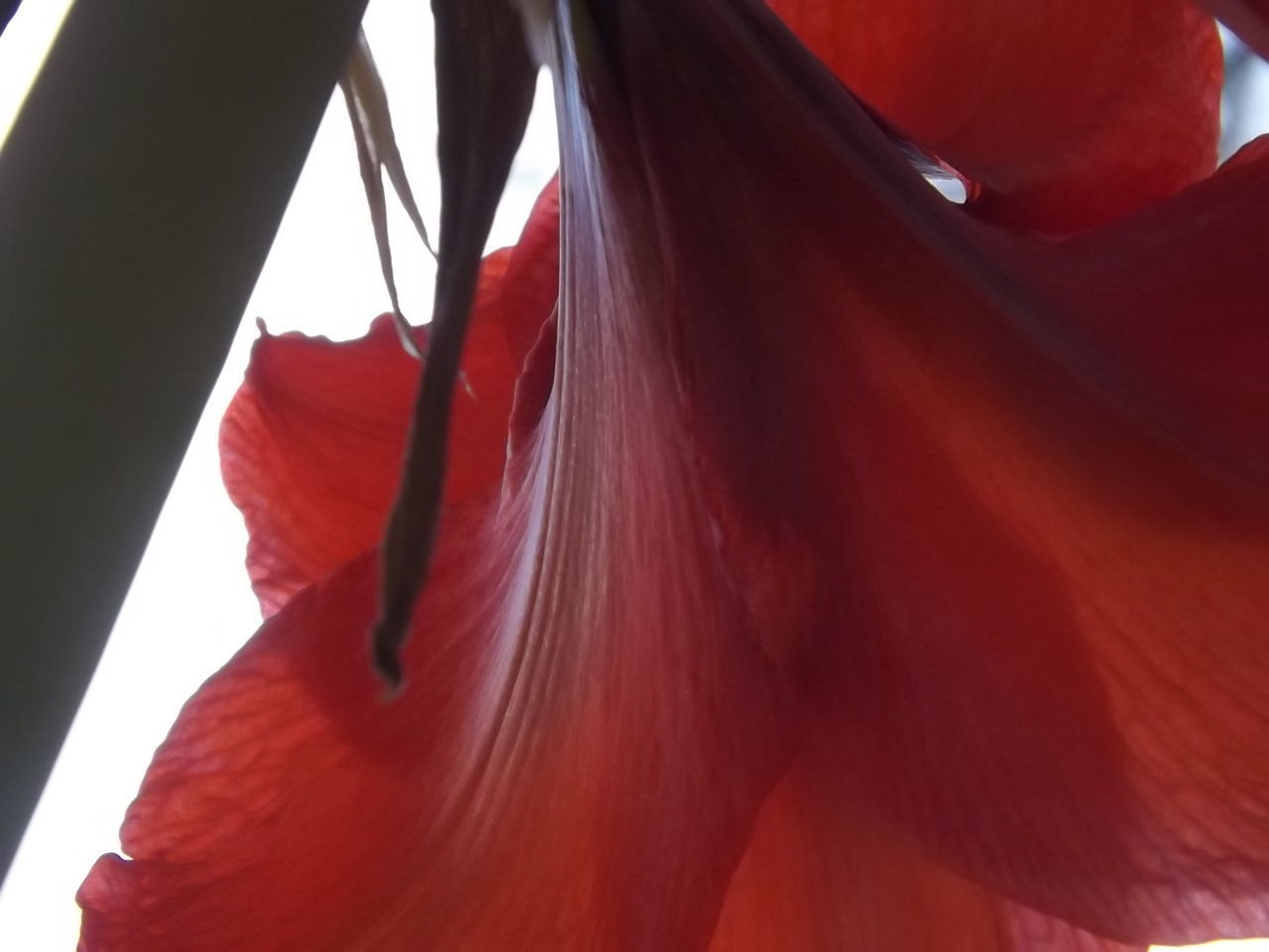 CLOSE-UP OF RED ROSE FLOWER IN SUNLIGHT