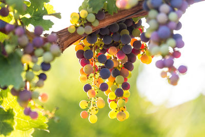 Low angle view of grapes hanging on plant