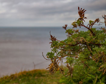 Close-up of flowering plant by sea against sky