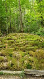 Scenic view of forest