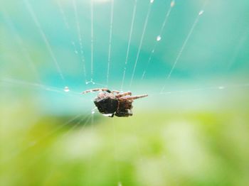 Close-up of spider on web