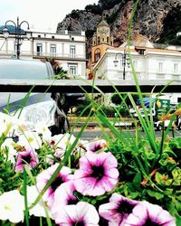 Flowers in greenhouse