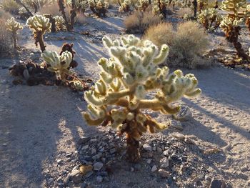Plant growing in water