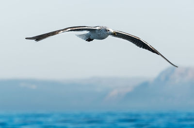 Bird flying over sea against sky