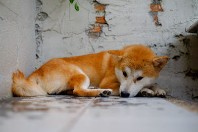 Cat sleeping on wall