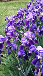 Close-up of purple flowers