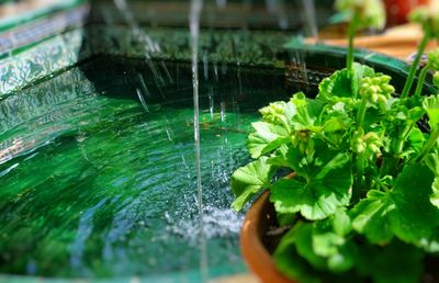 Close-up of plant growing in fountain