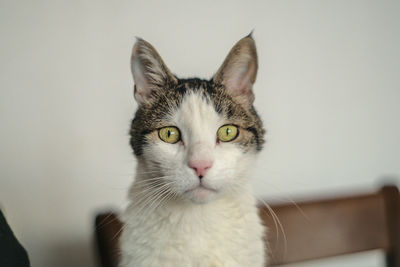 Close-up portrait of a cat