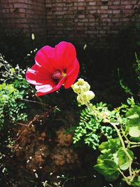 Close-up of red flower