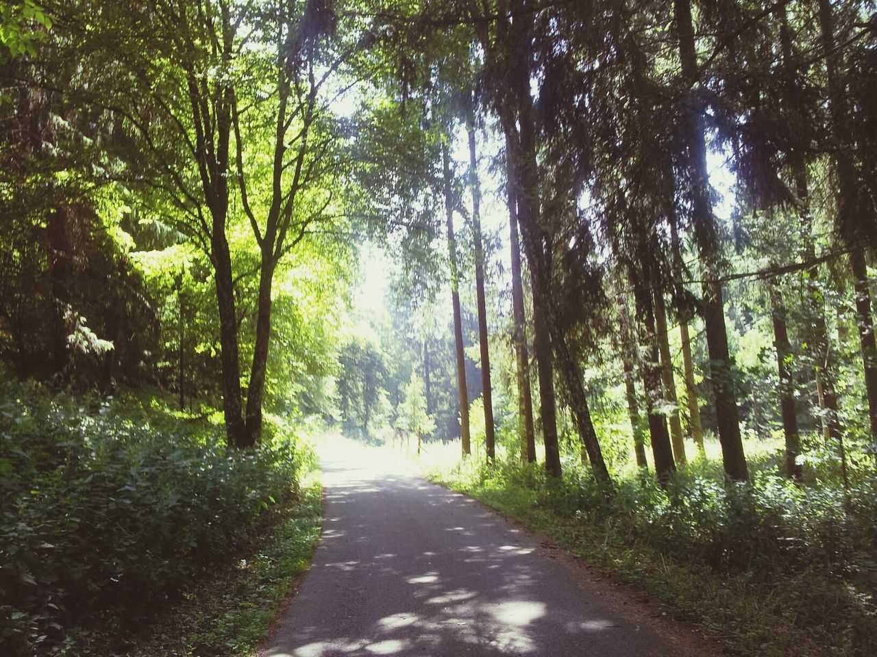 the way forward, tree, diminishing perspective, vanishing point, road, tranquility, growth, treelined, footpath, transportation, nature, forest, tree trunk, tranquil scene, empty road, green color, dirt road, beauty in nature, branch, narrow