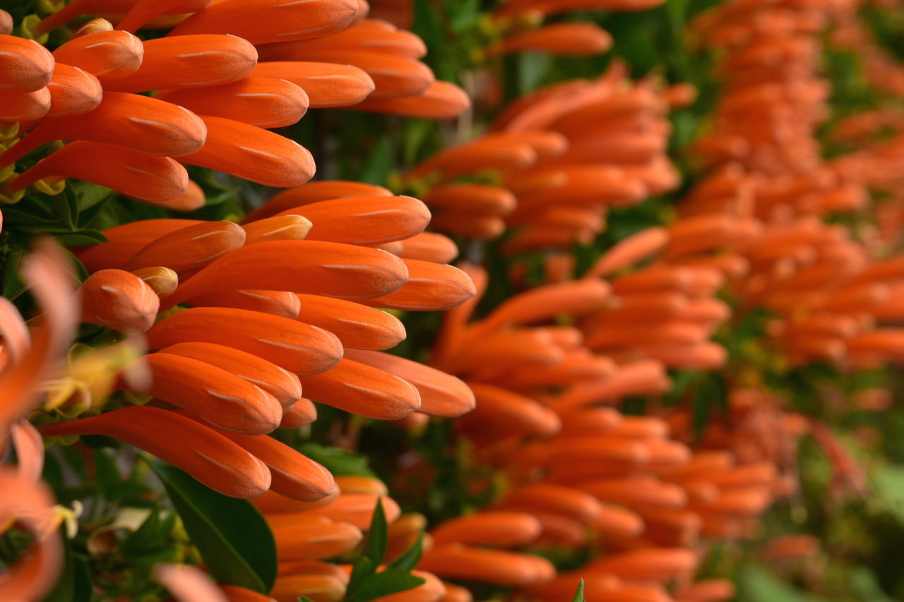 Climbing plant flowers