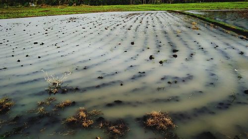 High angle view of trees on field