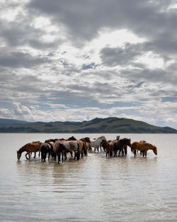 Horses in the lake against sky