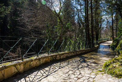 Footpath amidst trees in forest