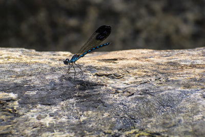 Close-up of damselfly on rock