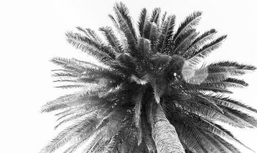 Low angle view of palm tree against clear sky