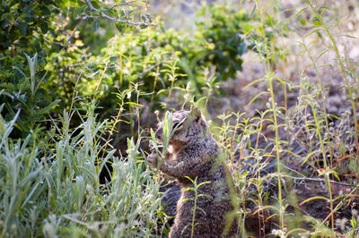 Close-up of an animal on ground