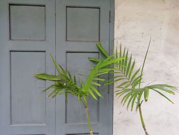 Close-up of plant against building