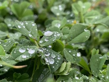 Close-up of wet leaves on rainy day