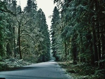 Trees in forest