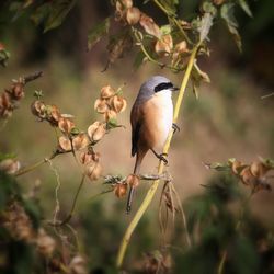 Close-up of bird perching on branch