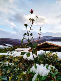 Close-up of flowering plant against sky during winter