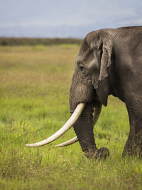 Close-up of elephant on land