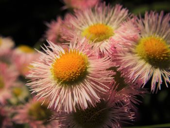 Close-up of pink flower