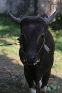 Big and healthy brown cow