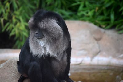 Close-up of a monkey