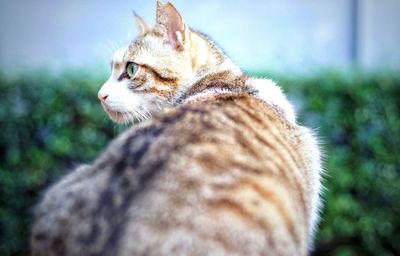 Side view of cat against blurred background