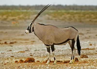 Oryx standing on landscape