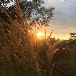 Plants growing on field against sky during sunset