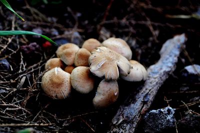 Close-up of mushrooms growing on field