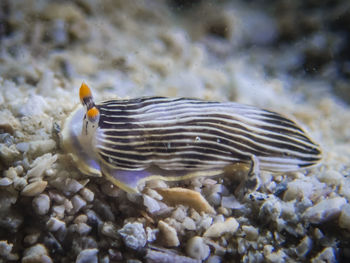 Close-up of fish swimming in sea