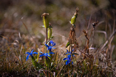 Close-up of wilted plant on field