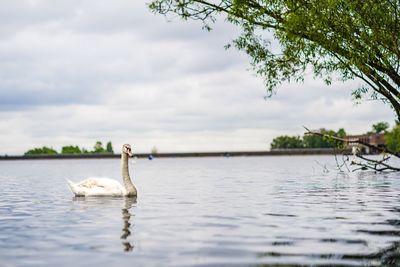 Swan swimming in lake