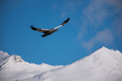 Low angle view of bird flying over snowcapped mountain against sky