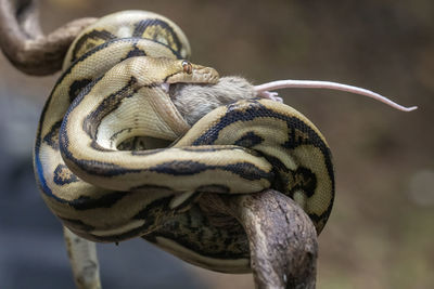 Close-up of lizard on rope