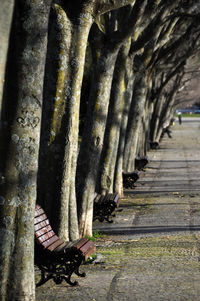 Close-up of tree